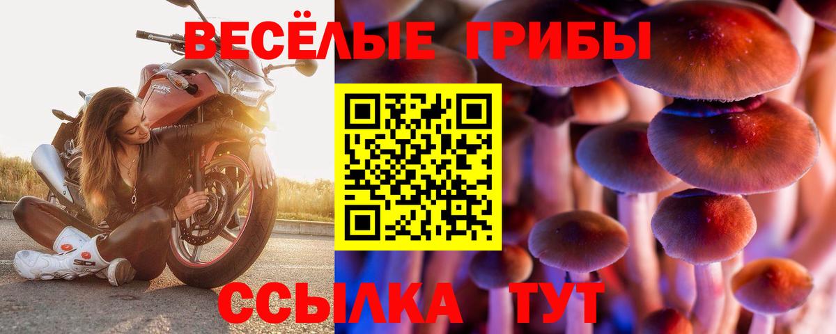 Галлюциногенные грибы Psilocybe  Вход с VPN  Обнинск 